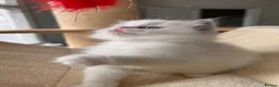 Ragdoll cats for sale: Outstanding reg female bicolour ragdoll kitten  in London - Advert 8