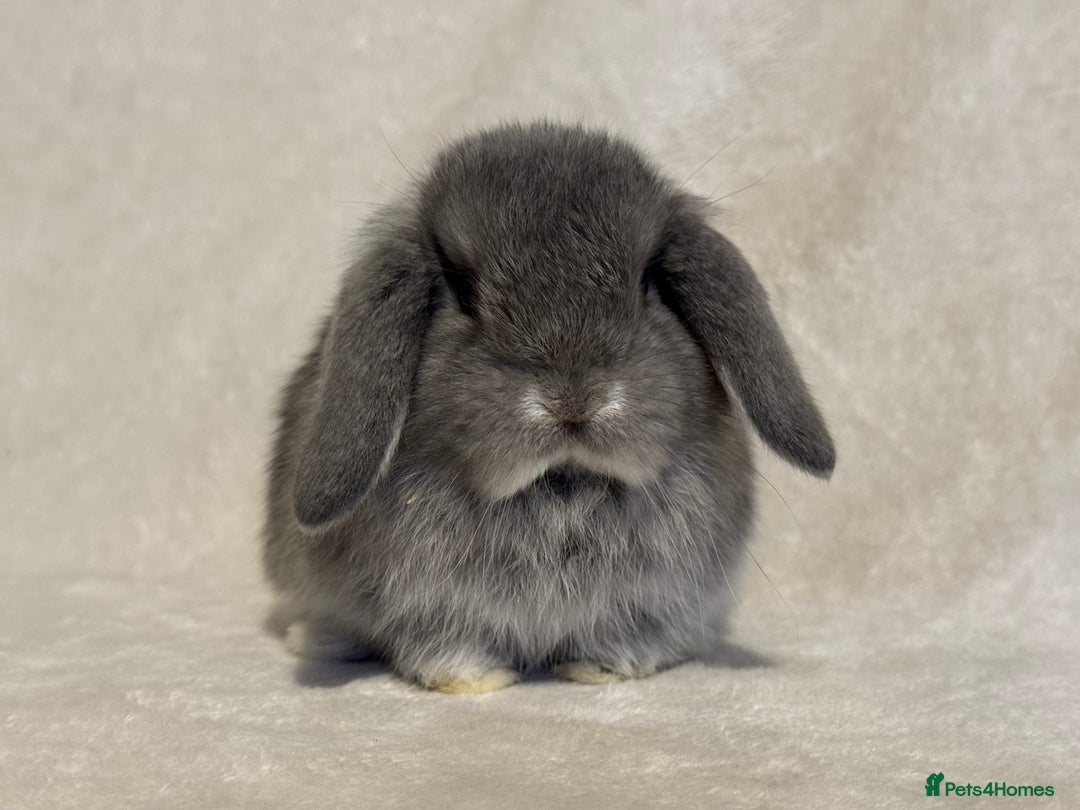 Mini Lop rabbits for sale: Pure mini lop babies to reserve  - Image 15