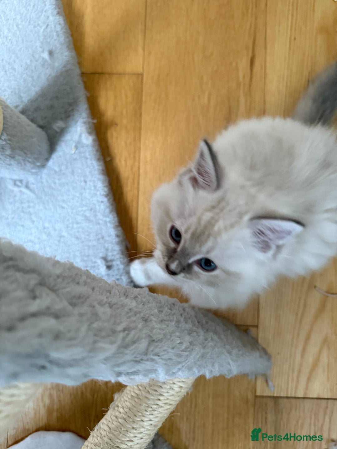 Ragdoll cats for sale: Two beautiful kittens - Image 7