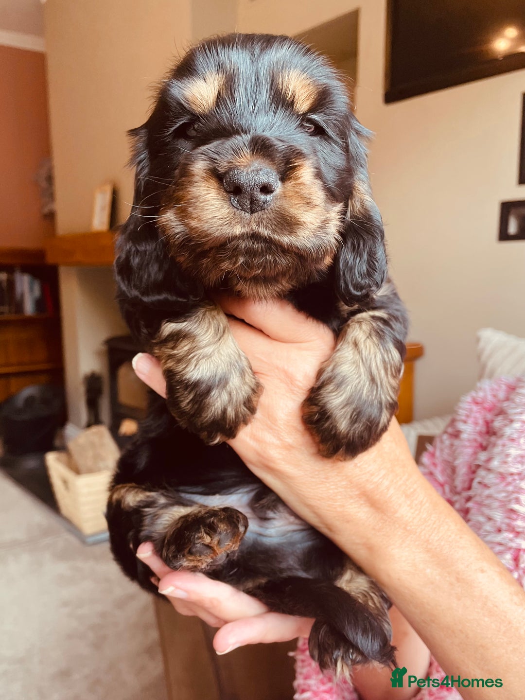 Cocker Spaniel dogs for sale: Top quality fully health tested show cocker pups - Image 14