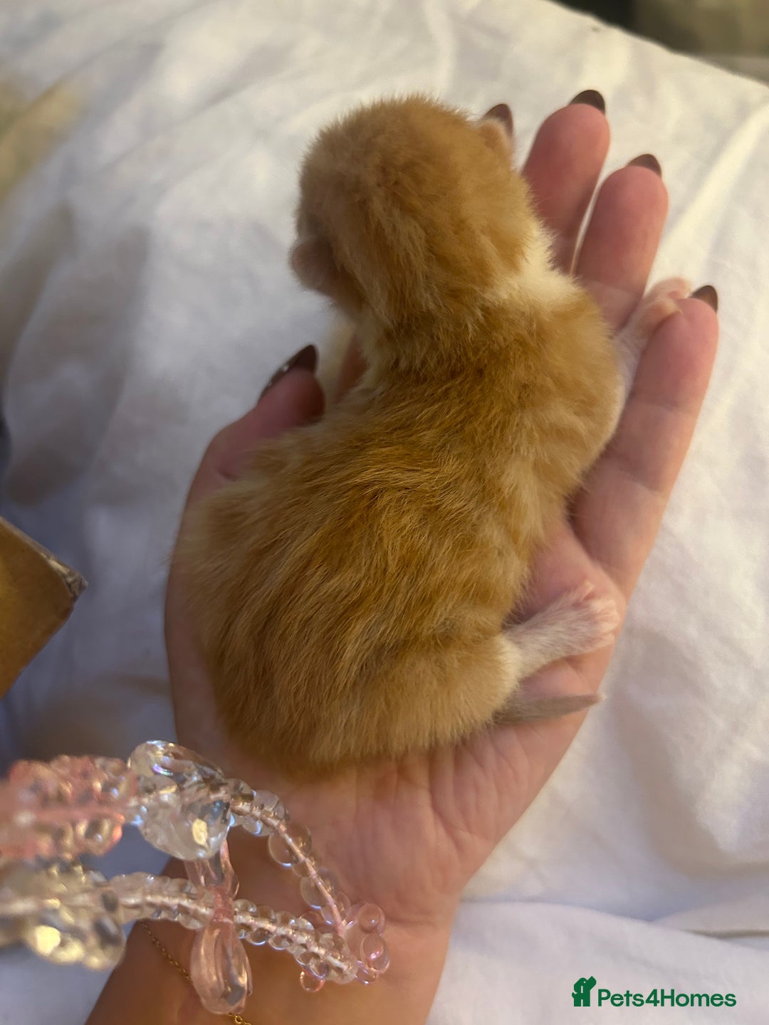 Mixed Breed cats for sale: Stunning ragdoll mix kittens for 5 star homes - Image 12