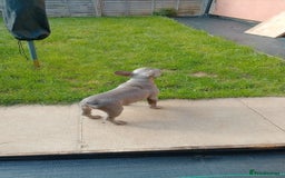 French Bulldog dogs for sale: French bulldog (silver/blue) - Image 5