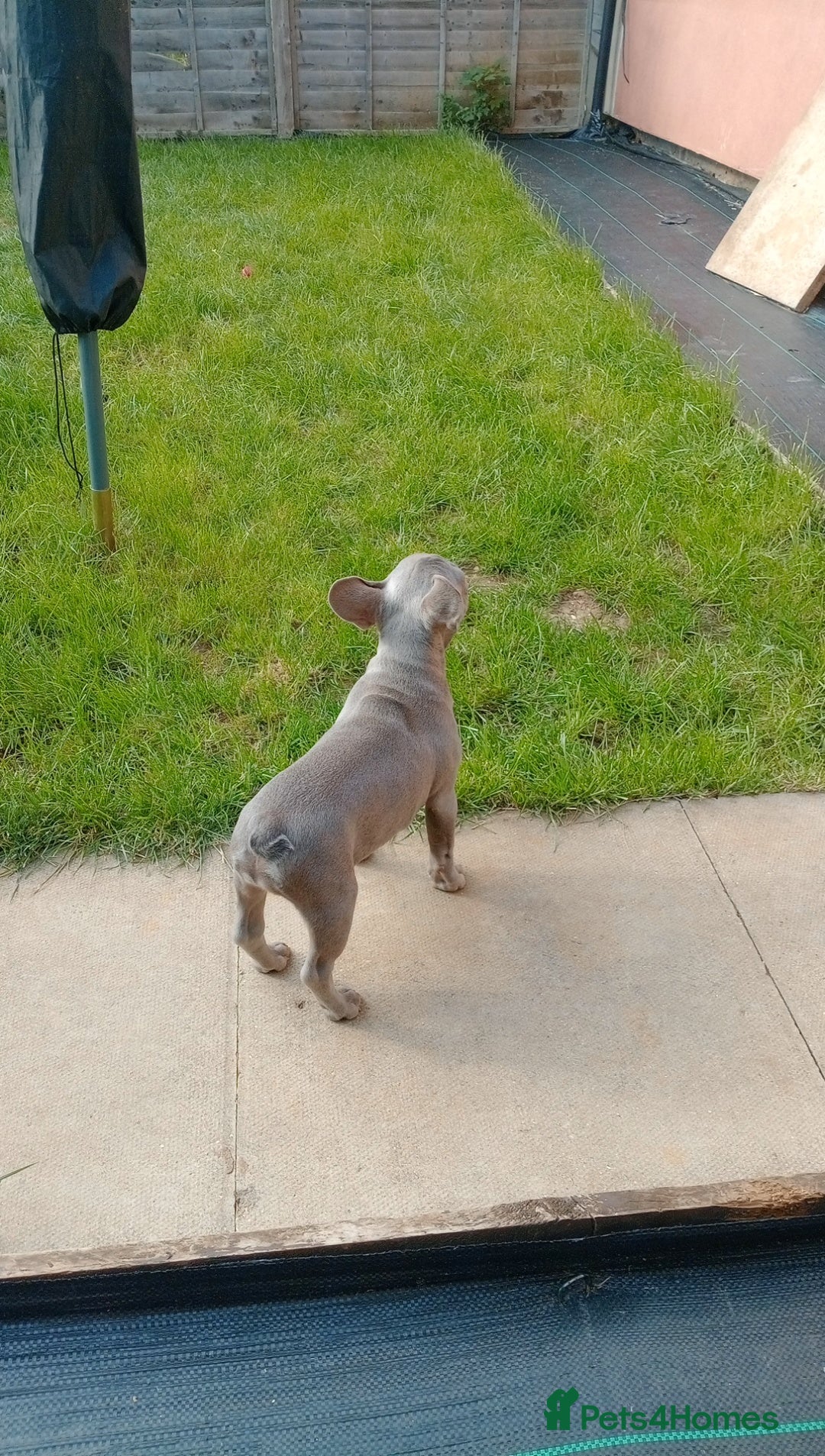 French Bulldog dogs for sale: French bulldog (silver/blue) - Image 5