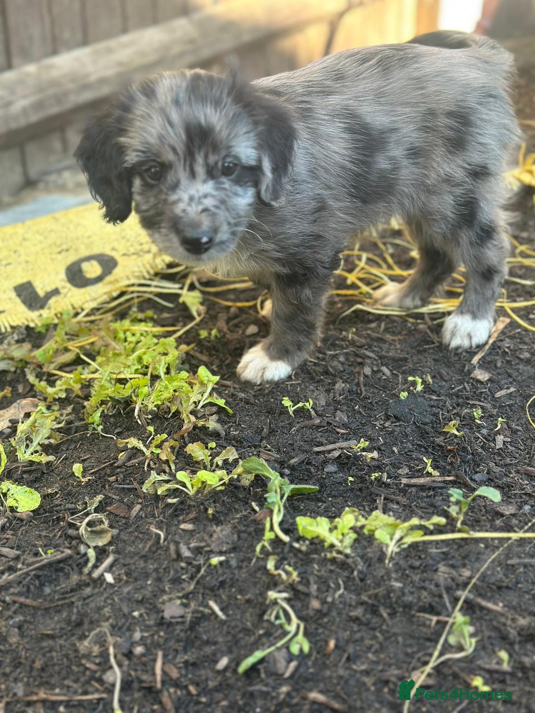 Sproodle dogs for sale: F1 Sproodle Puppies  - Image 16