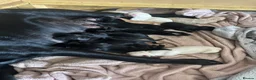 Labrador Retriever dogs for sale: LABRADOR PUPIES in Haddington - Advert 2