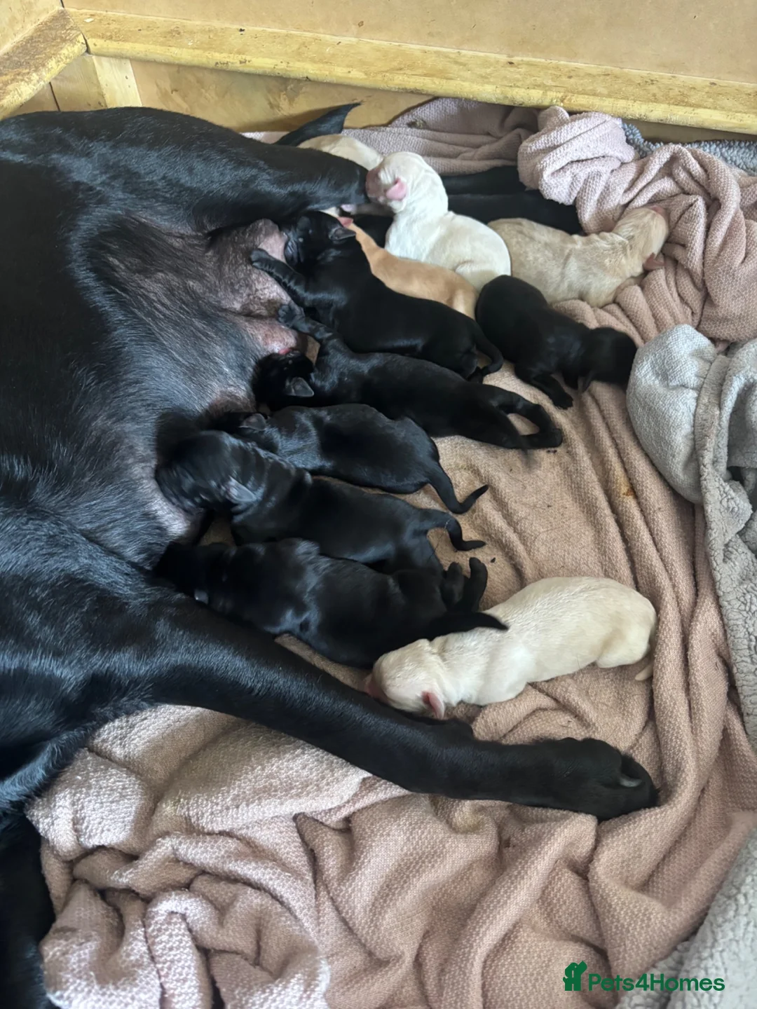 Labrador Retriever dogs for sale: LABRADOR PUPIES in Haddington - Advert 2