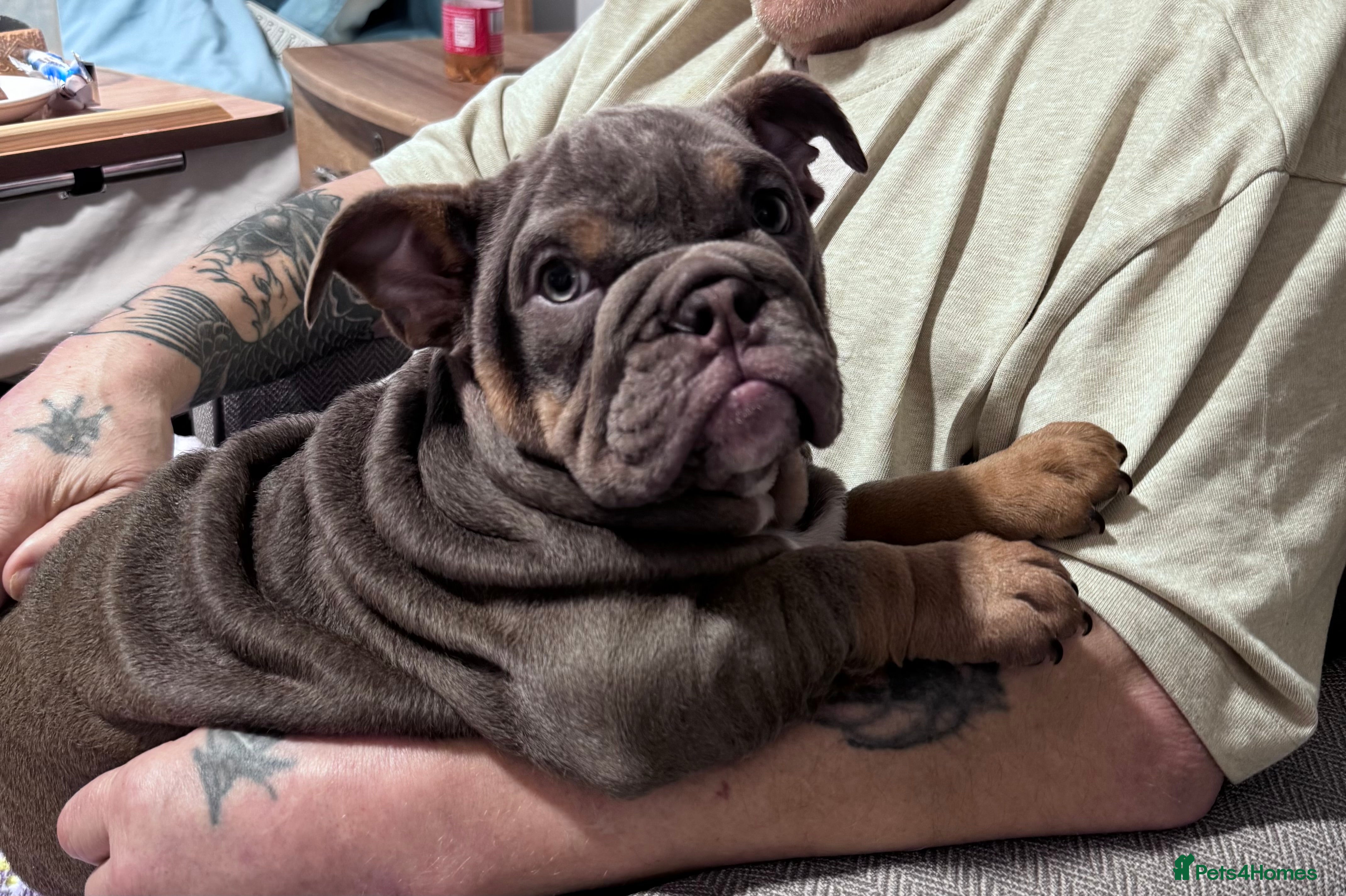 English Bulldog dogs English Bulldog female - last one available ❤️ - Advert 2