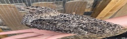 Quail poultry for sale: Coturnix quail and CPQ see description for prices  - Advert 14