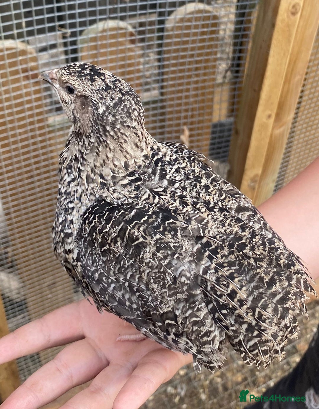 Quail poultry for sale: Beautiful coturnix, CPQ and bobwhite quails - Image 14