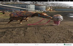 Riding pony horses for sale: Stunning show pony  - Image 12