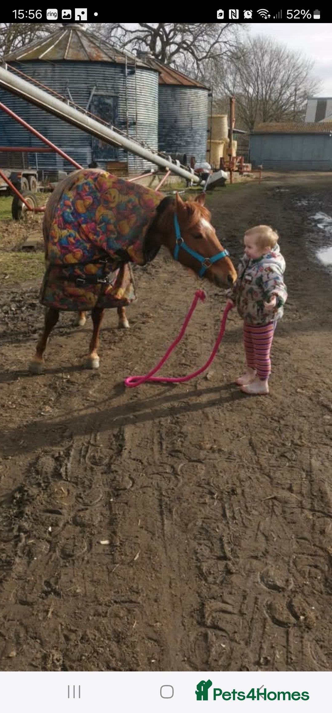 Riding pony horses for sale: Stunning show pony  - Image 12