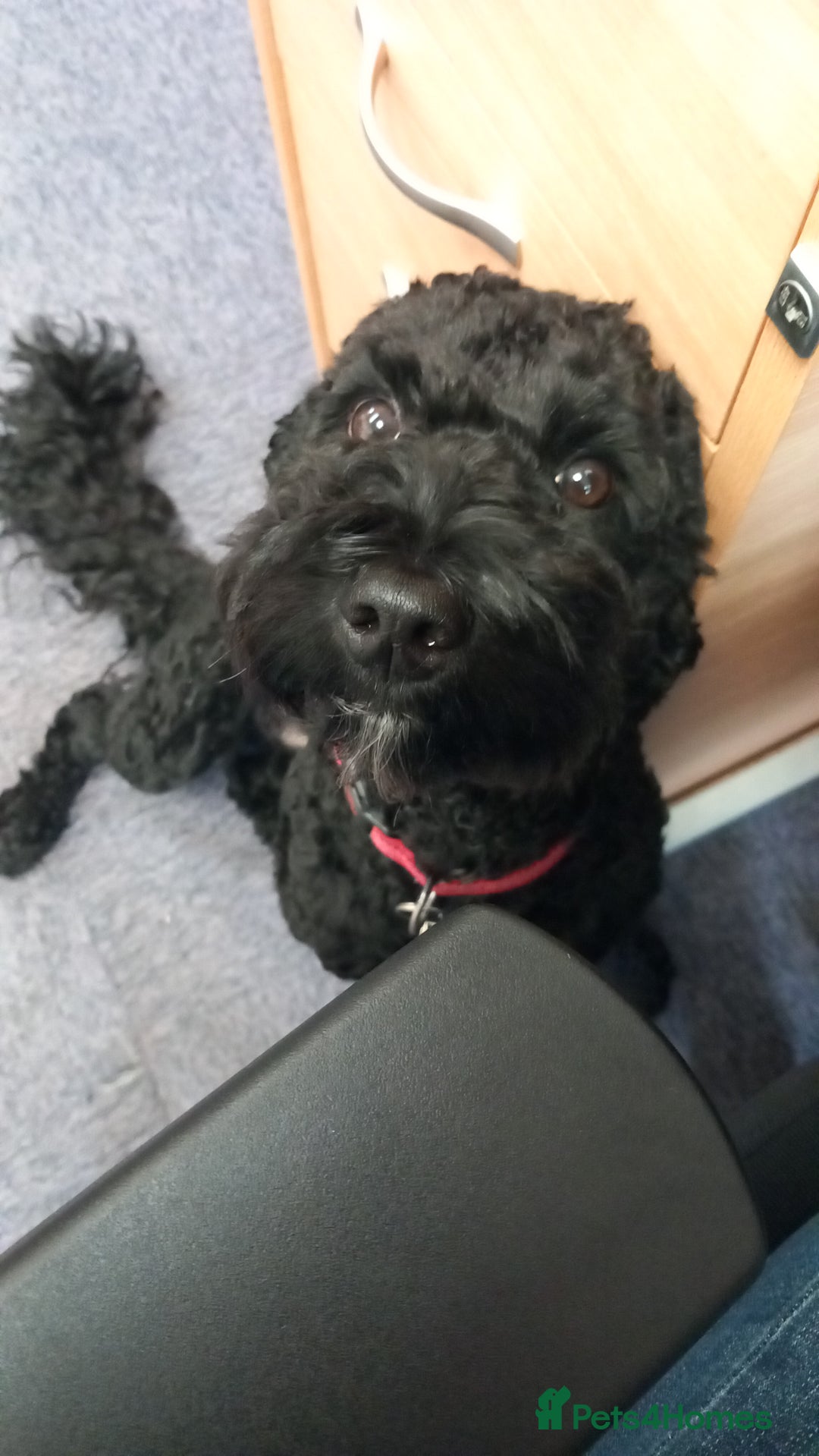 Sproodle dogs for sale: Springer Poodle cross for sale  - Advert 2