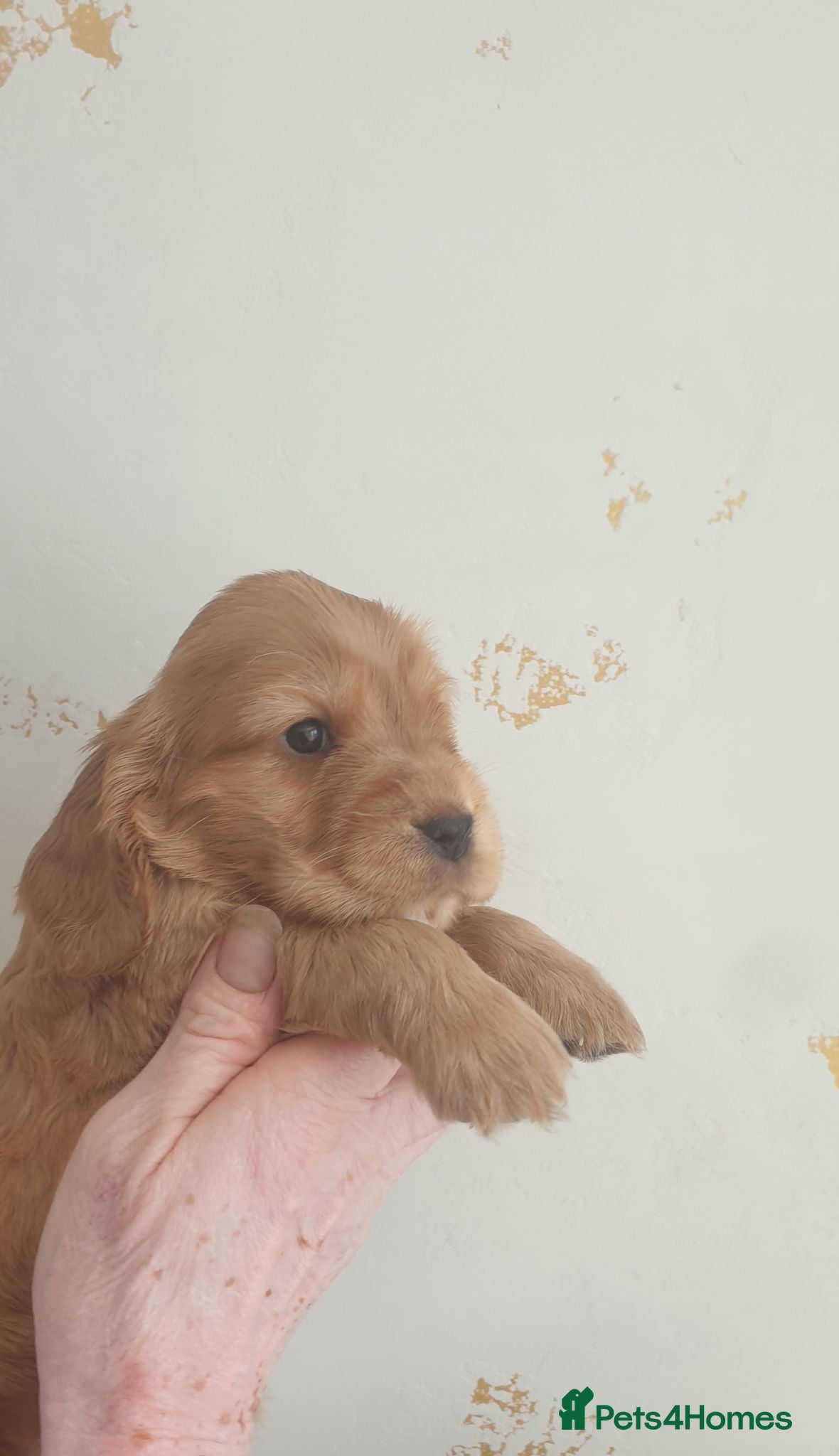 Cocker Spaniel dogs Kc registered Cocker Spaniel Puppies  - Advert 2