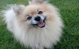 Pomeranian dogs for stud: Pomeranian Stud - Image 1