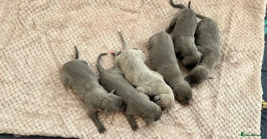Whippet dogs - Advert 15