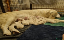 Golden Retriever dogs for sale: Eight Pure English Golden Retriever Puppies! - Image 4