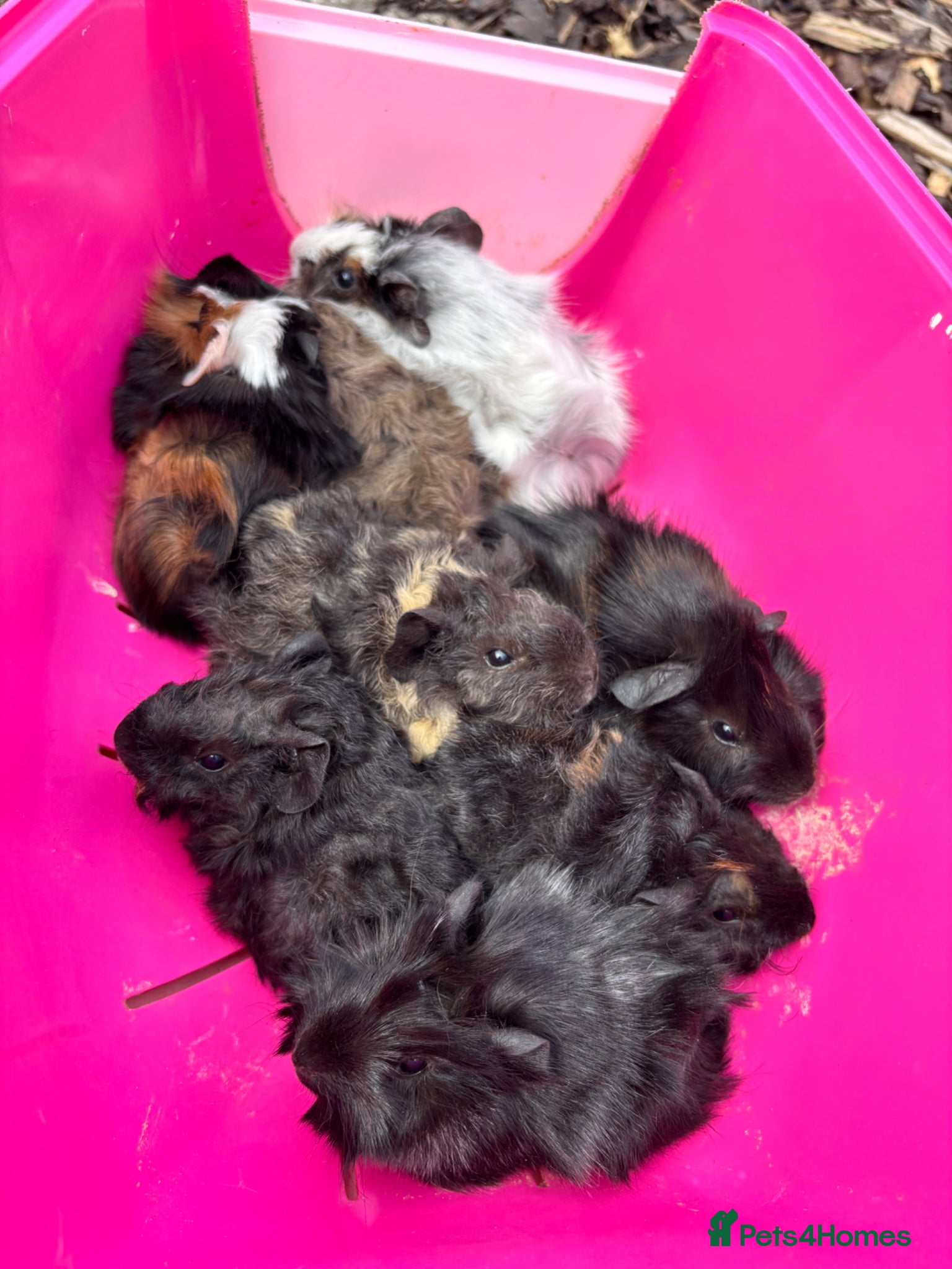 Guinea Pig rodents Lots of baby piggies for sale male and female  - Advert 2