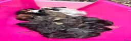 Guinea Pig rodents for sale: Lots of baby piggies for sale male and female  - Advert 1