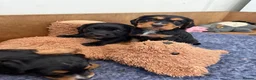 Cocker Spaniel dogs for sale: Beautiful Black & White Cocker Spaniel Bitch - Advert 6