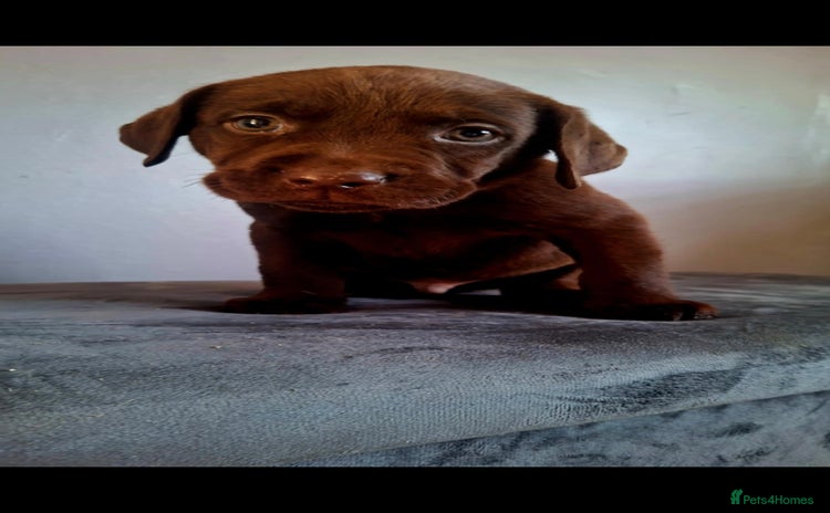 Labrador Retriever dogs - Advert 1