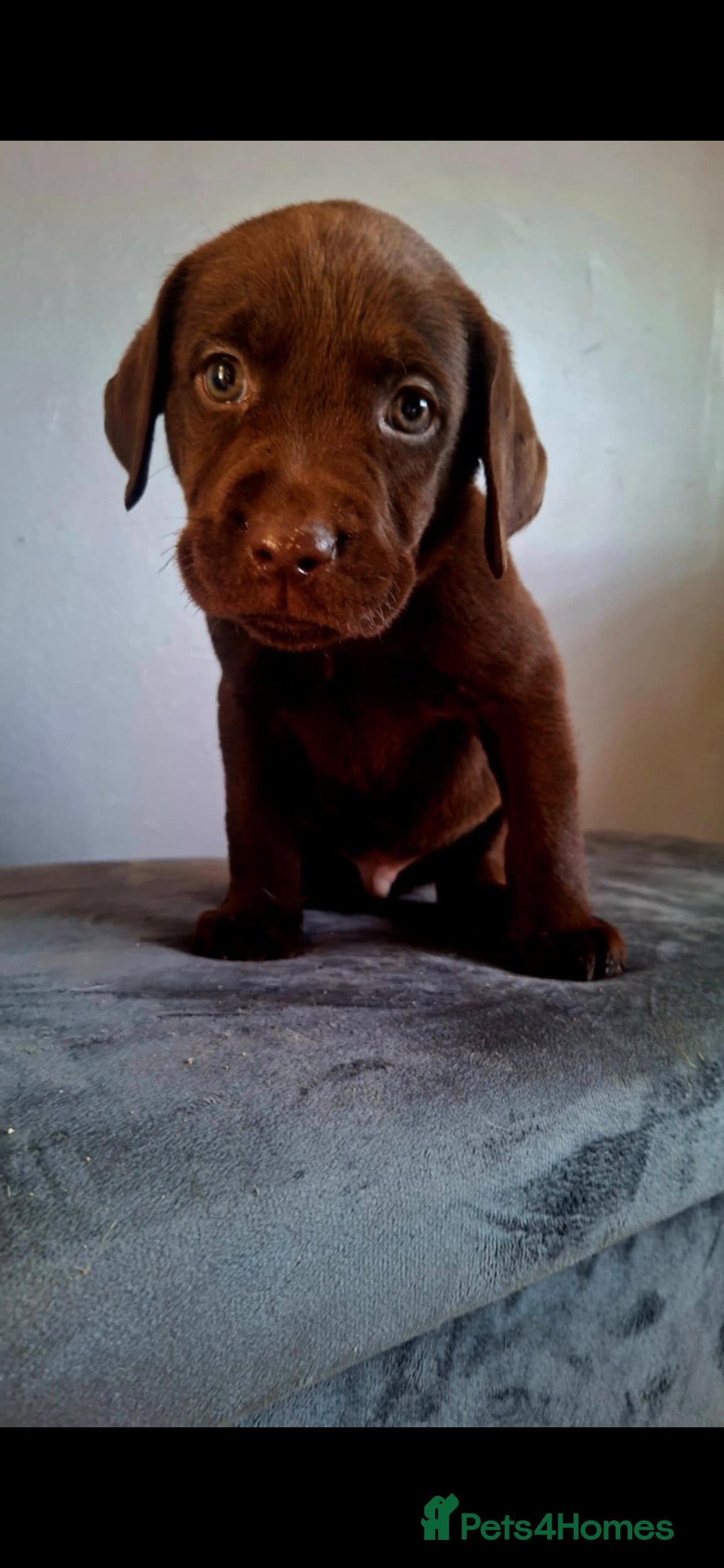 Labrador Retriever dogs for sale: Labrador puppys - Image 1