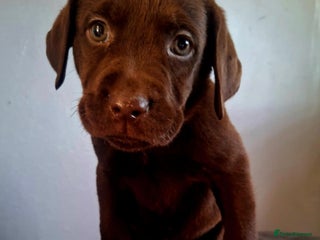 Labrador Retriever dogs - Advert 4