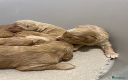 Cockapoo dogs for sale: Pra clear f1 cockpoo - Image 12