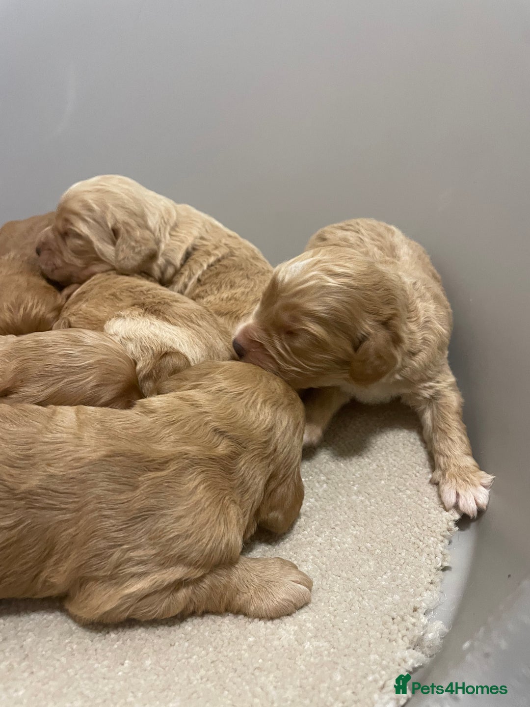 Cockapoo dogs for sale: Pra clear f1 cockpoo - Image 12