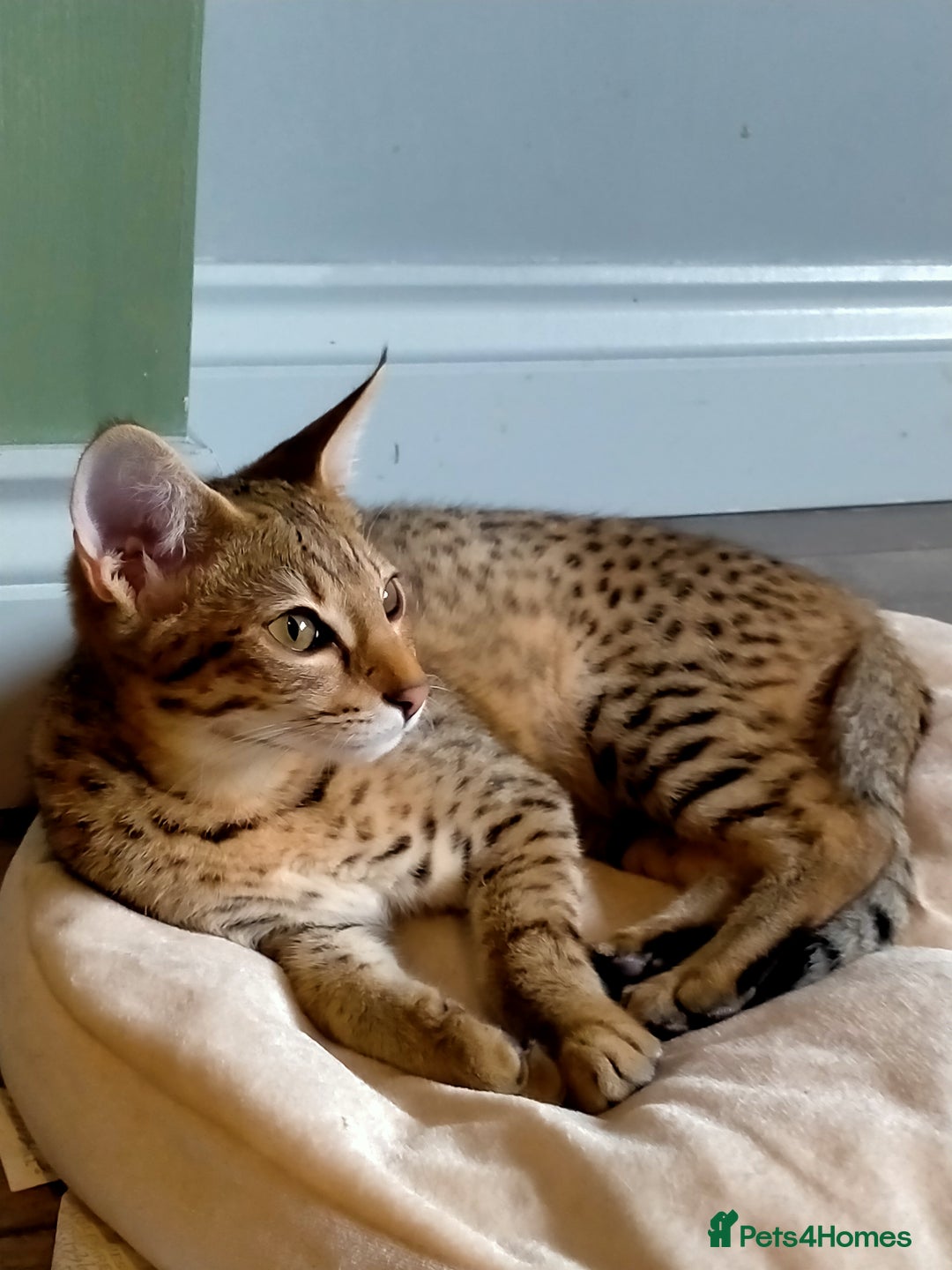 Savannah cats for sale: F3 savannah girls Tica reg + silver boy - Image 33