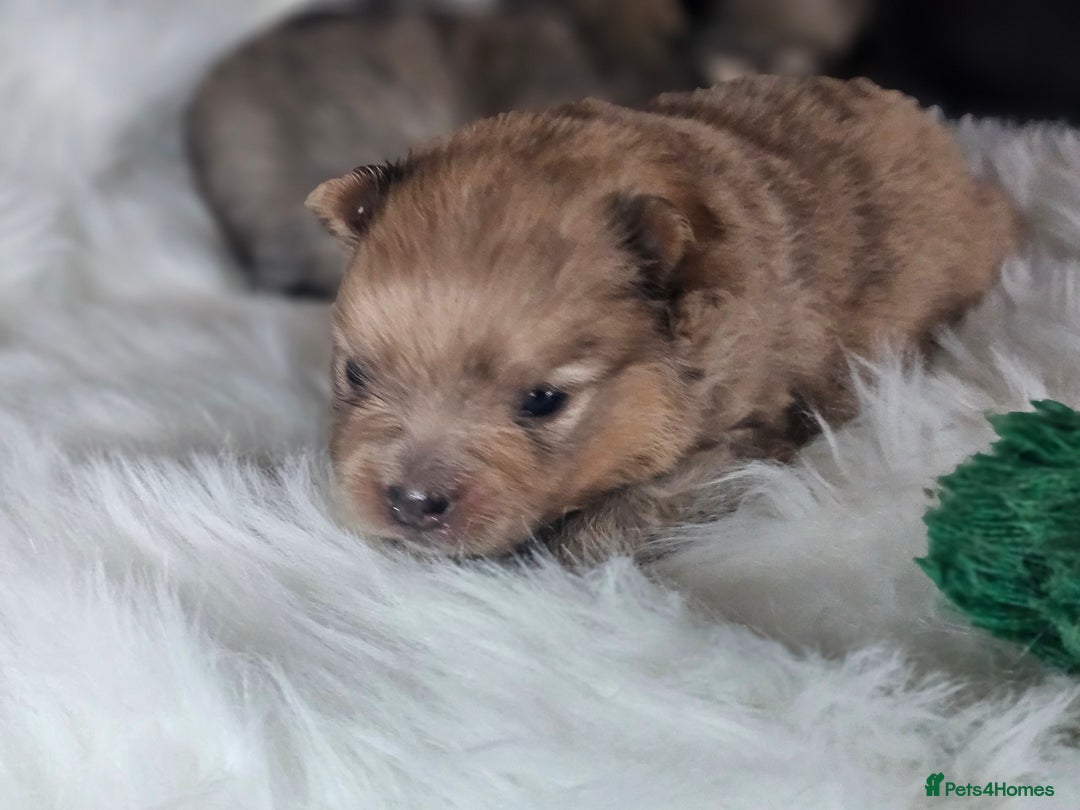 Pomeranian dogs for sale: 4 beautifull pomeranian puppies  - Advert 20
