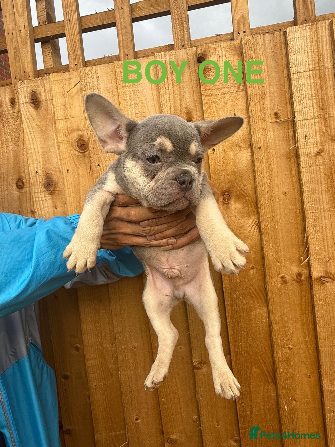 French Bulldog dogs for sale: French Bulldog Puppies - Image 9