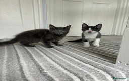 Russian Blue cats for sale: Incredible kittens  - Image 13