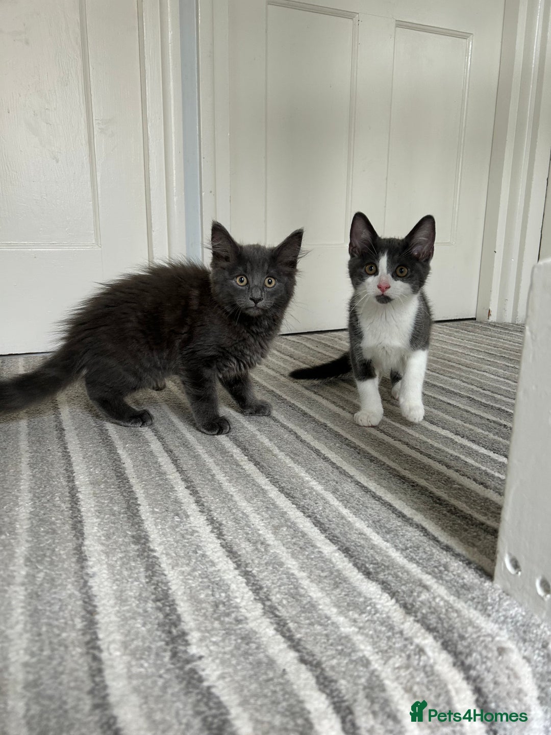 Russian Blue cats for sale: Incredible kittens  - Image 13