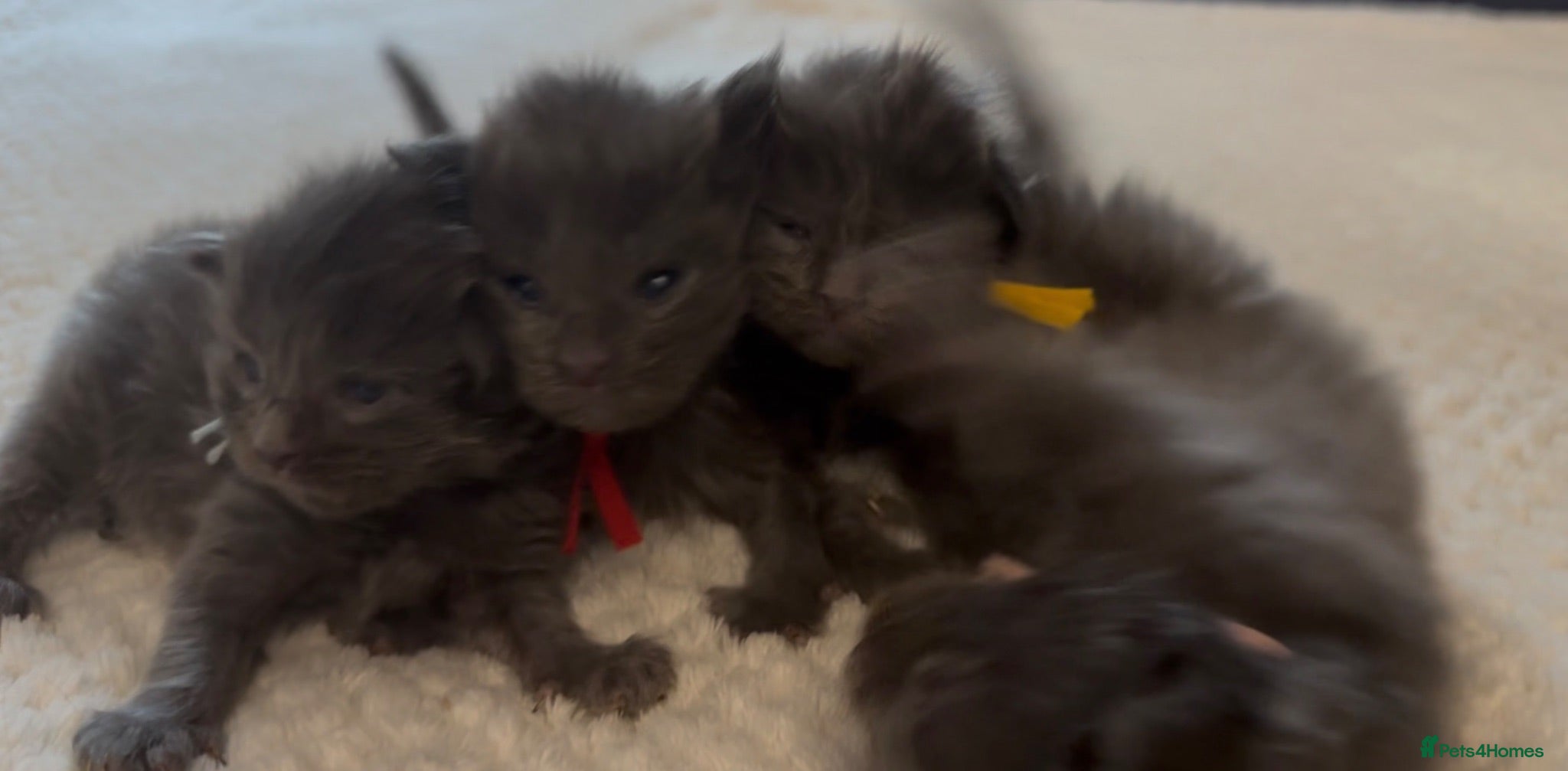 Maine Coon cats Stunning pedigree Russian Blue Maine Coons - Advert 2