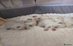 Ragdoll cats for sale: 4 stunning ragdoll kittens left - Image 14