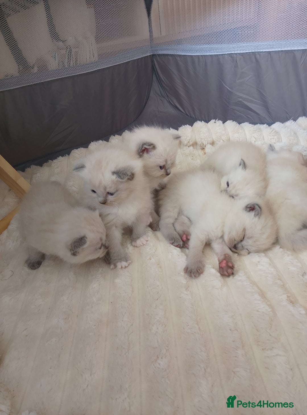 Ragdoll cats for sale: 4 stunning ragdoll kittens left - Image 14