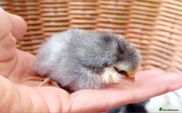 Chickens poultry for sale: Sweet Little Barbu d’Anvers Chicks Now Available - Image 15