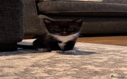 Mixed Breed cats for sale: 4 adorable kittens looking for a new home - Image 2