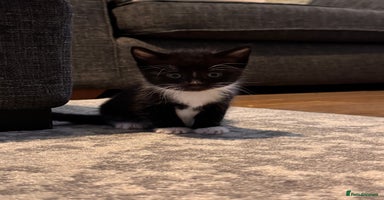 Mixed Breed cats - Advert 7