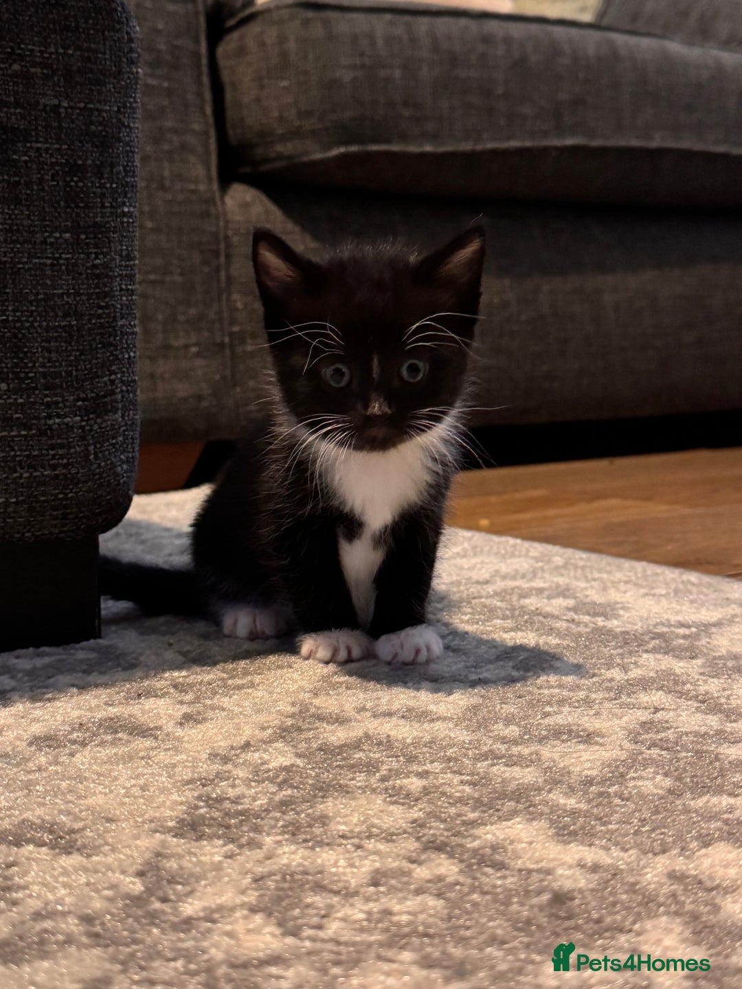 Mixed Breed cats for sale: 4 adorable kittens looking for a new home - Image 2