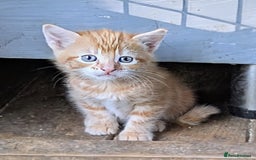 Domestic Shorthair cats for sale: Gorgeous 1/2 Bengals kittens - Image 5