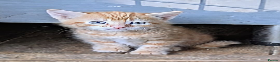 Domestic Shorthair Kitten 5