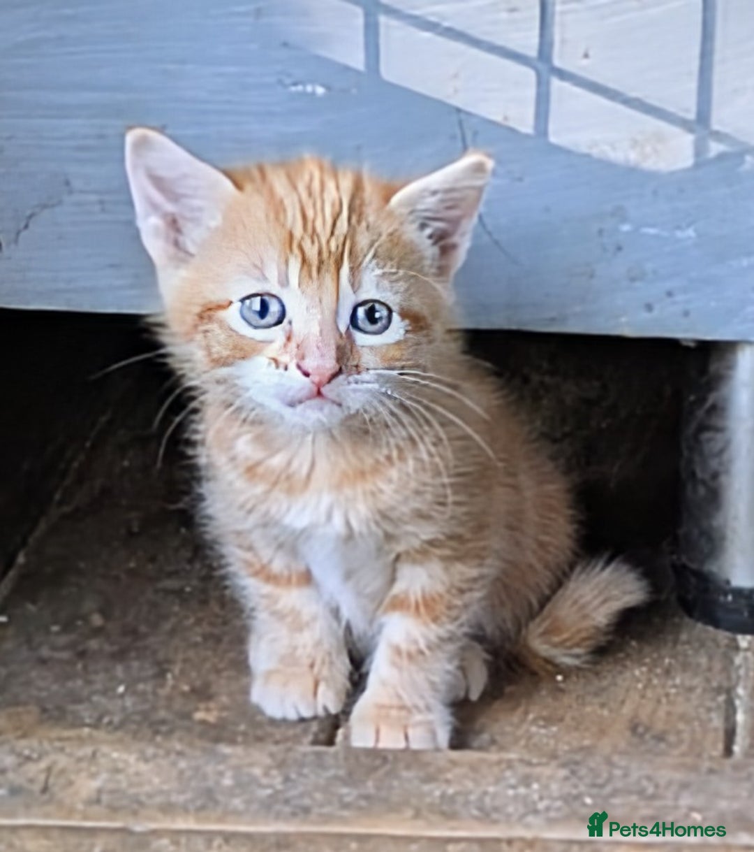Domestic Shorthair cats for sale: Gorgeous 1/2 Bengals kittens - Image 5