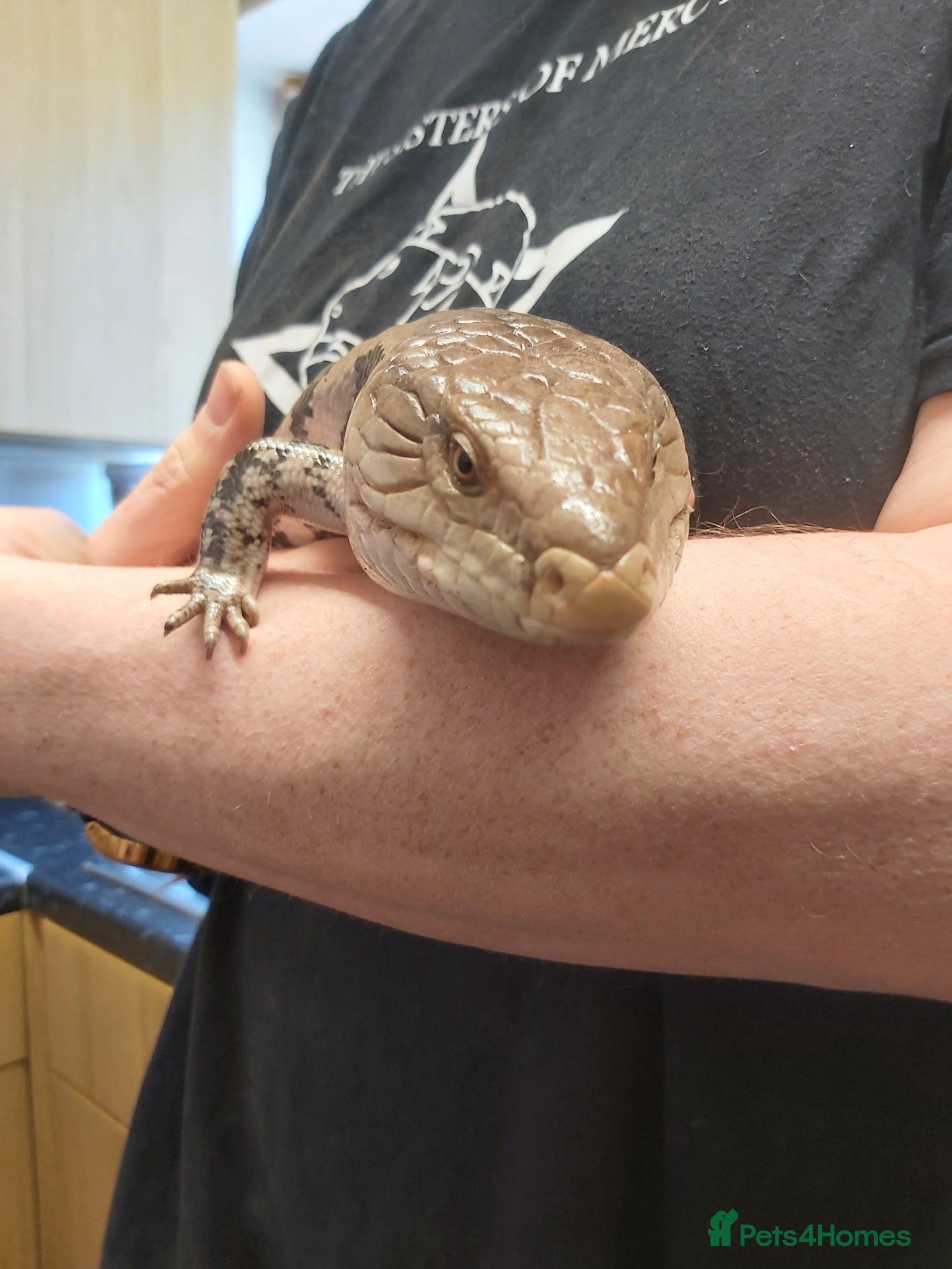 Skink reptiles Blue Tongue Skink (Northern) Male Adult  - Advert 8