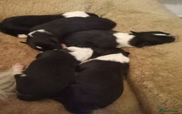 Border Collie dogs for sale: Beautiful litter of border collie puppies - Image 2