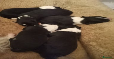 Border Collie dogs - Advert 7