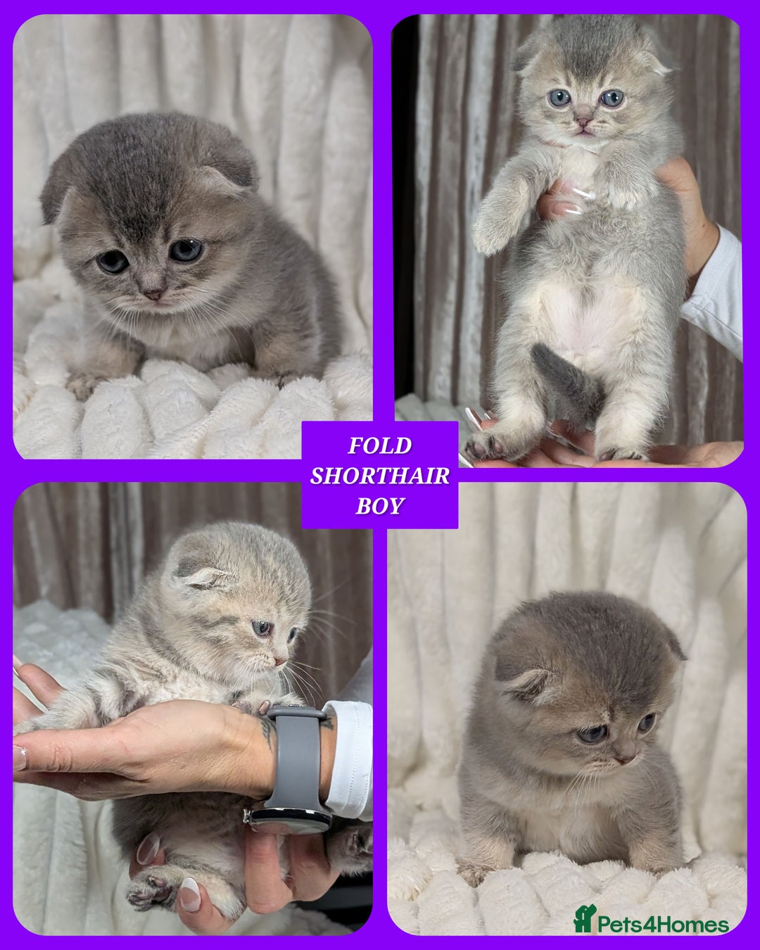 Scottish Fold cats for sale: 🐾TICA red ❣️SCOTTISH Fold•Straight - Advert 2