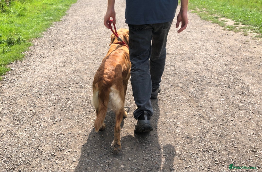 Golden Retriever dogs for sale: Robin Fully Trained KC Reg Golden Retriever - Image 7