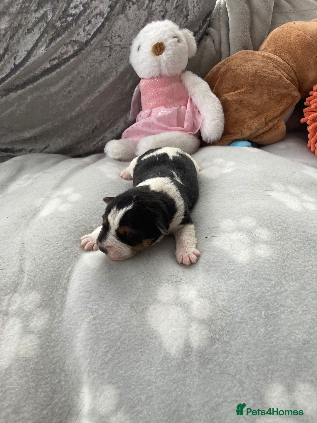 Jack Russell dogs for sale: Traditional jack Russell pups  - Image 7