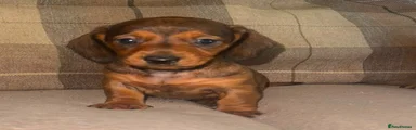 Dachshund 2